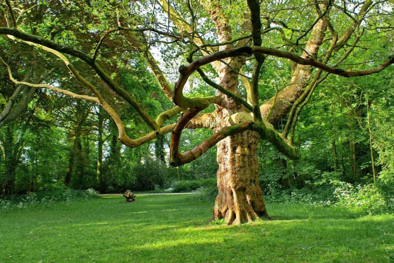 De-Hout