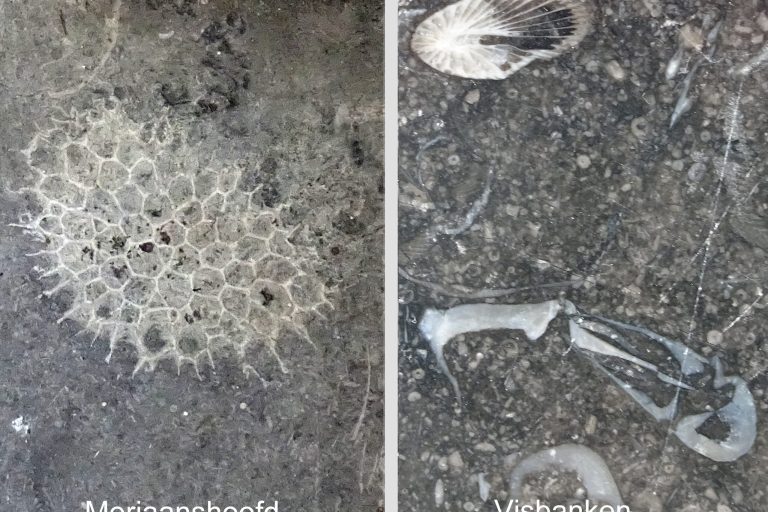 Fossielen_Dubbel2-wit