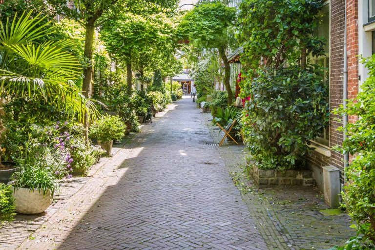 groene-straat-in-haarlem-scaled